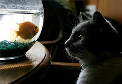 cat watching fish in fishbowl